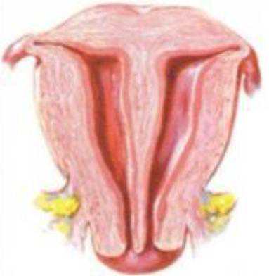 宫颈口狭窄影响怀孕吗，染色体异常为何会流产，医生，B超提示我有子宫畸形
