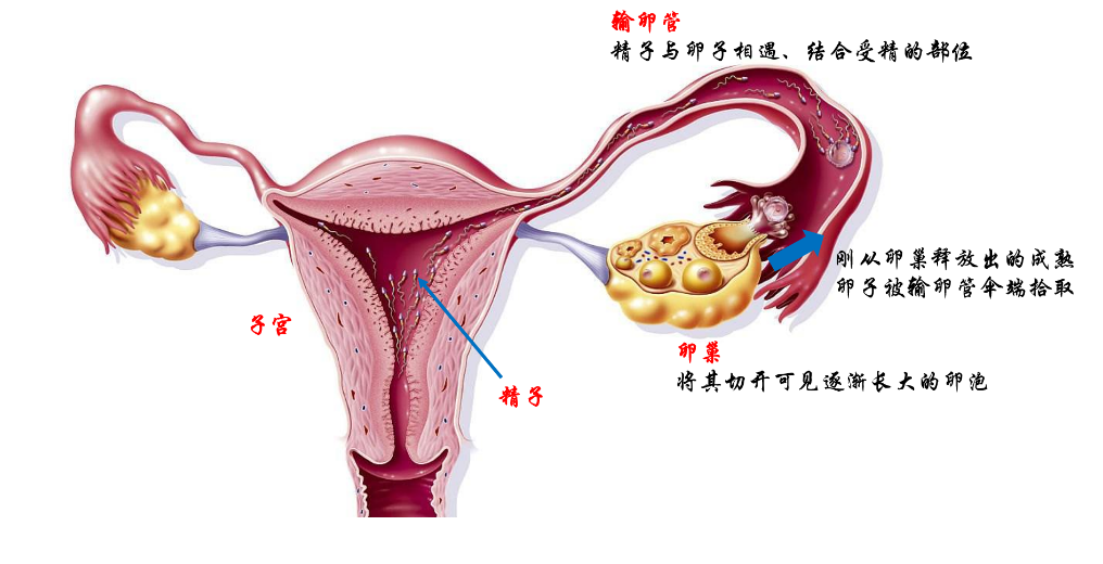 输卵管堵塞，检查输卵管通畅性常见的方法有哪些？